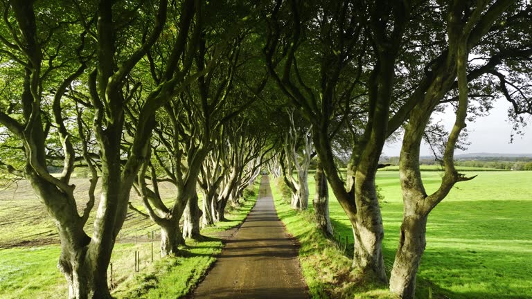 Quiet tree-lined path along a neighborhood walk break